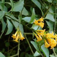 Cestrum aurantiacum Lindl.